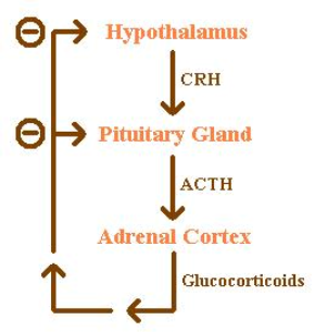 Feedback Loop of Glucocorticoids